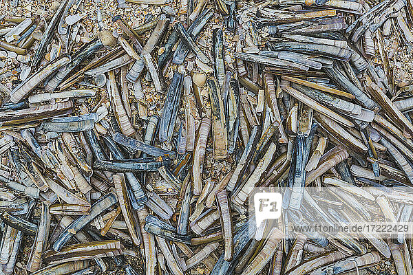 Denmark  Heap of driftwood and seashells lying on beach