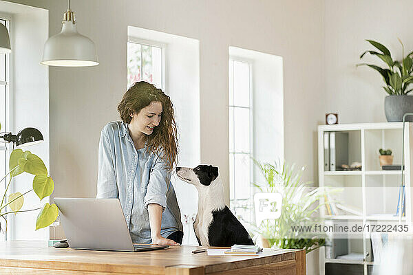 Schöne lächelnde weibliche professionelle Blick auf Jack Russell Terrier  während lehnt sich auf dem Schreibtisch im Büro zu Hause