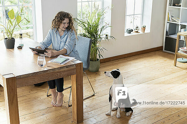 Beautiful Smiling businesswoman with digital tablet looking at Jack Russell Terrier in home office