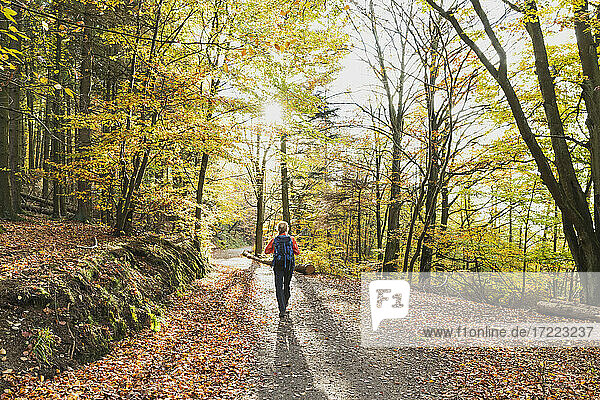 Woman hiking along footpath in autumn beech forest