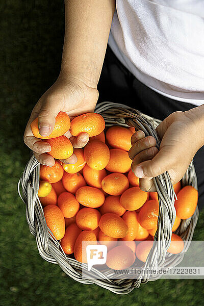 Boy holding basket of fresh kumquat
