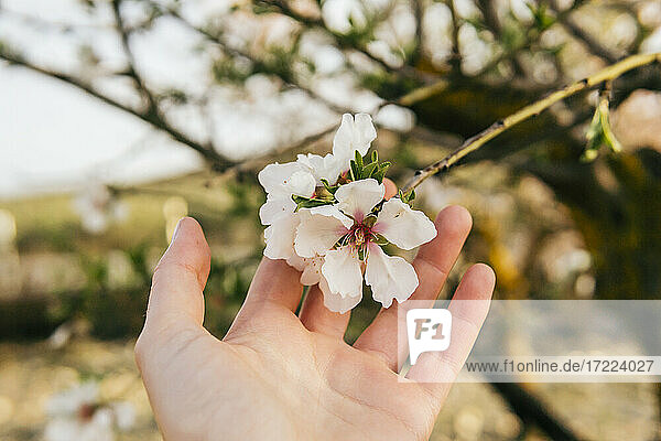 Woman's hand touching almond blossom