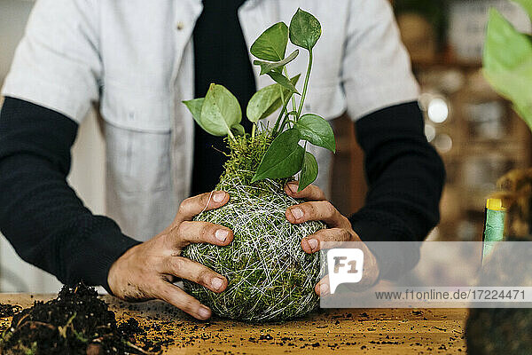 Hände des Mannes halten kokedama Zimmerpflanze auf dem Tisch zu Hause