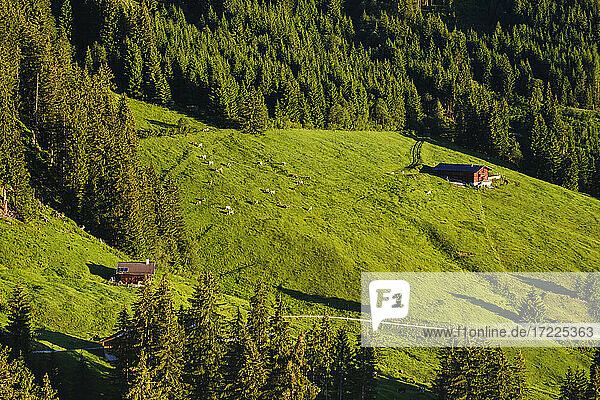 Mountain pasture at the Zillertaler mountain road  Ziller valley  Tyrol  Austria