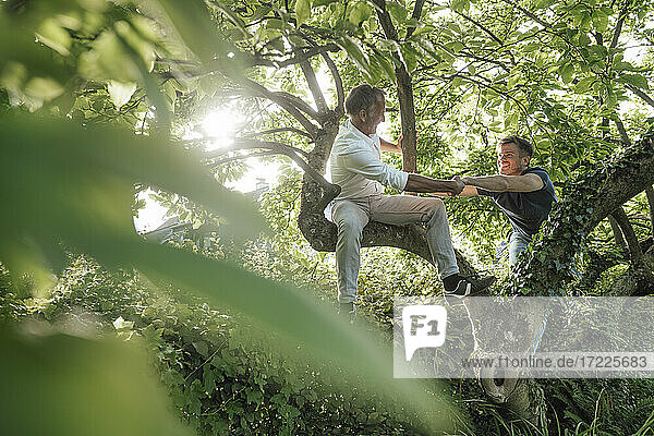 Vater hilft seinem Sohn beim Klettern auf einen Baum im Hinterhof