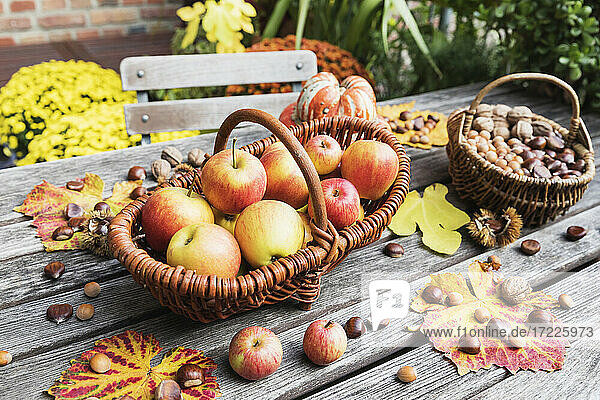 Herbstliche Ernte auf dem Gartentisch: Äpfel  Nüsse und Kastanien in Körben und essbarer Kürbis