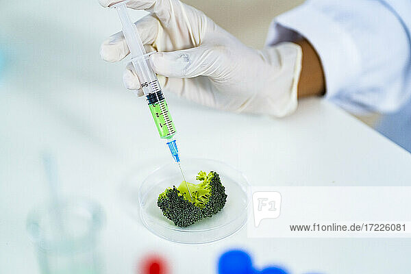 Forscher injiziert Brokkoli in Petrischale im Labor