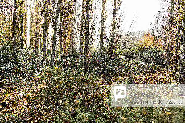 Female tourist photographing in forest during autumn