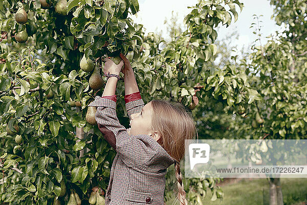 Neugieriges Mädchen pflückt Birnenfrüchte vom Baum im Biogarten