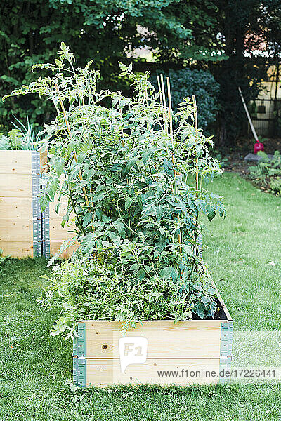 Tomaten- und Rucolapflanzen in Hochbeeten im Garten