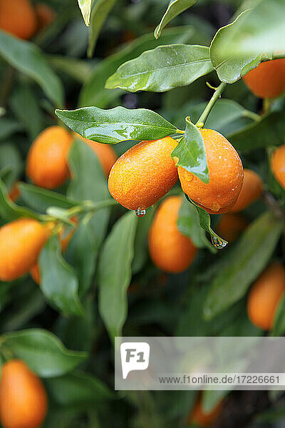 Frische  reife Kumquats am Baum