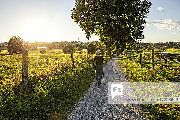 Germany  Bavaria  Augsburg  Senior woman walking with walking sticks and golden retriever in rural scenery at sunset