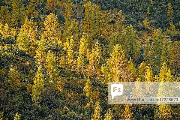 Gelbe Lärchen im Herbst  Eng  Gemeinde Hinterriß  Karwendelgebirge  Alpenpark Karwendel  Tirol  Österreich  Europa
