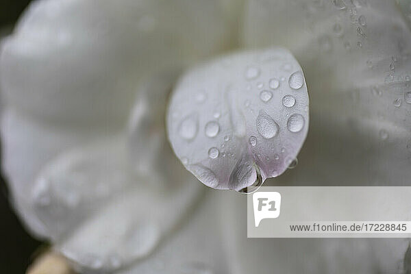 Close up frische Regentropfen auf weißen Blütenblatt