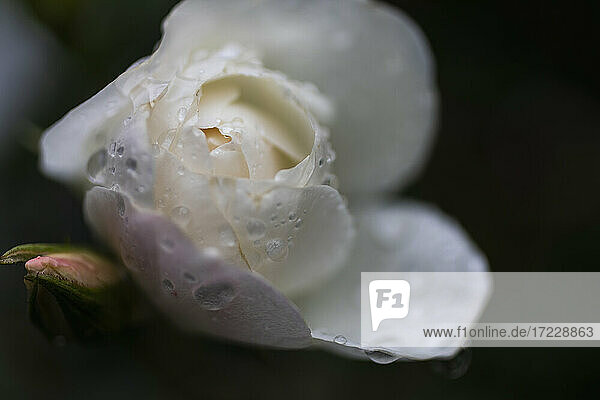 Extreme Nahaufnahme Regentropfen auf schöne weiße Rose