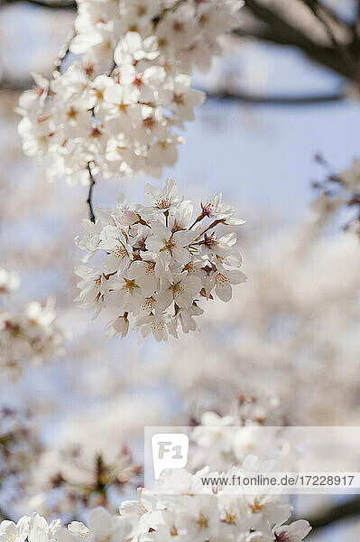 Close up schönen zarten weißen Kirschblüten