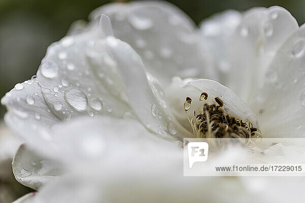Close up frische Regentropfen auf weißen Blütenblättern