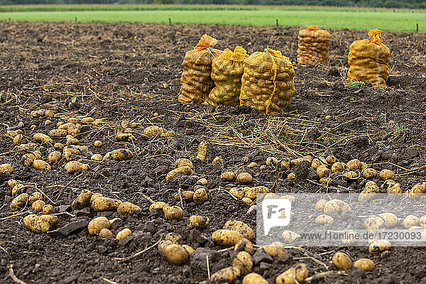 Kartoffelernte: Kartoffelsäcke auf Acker