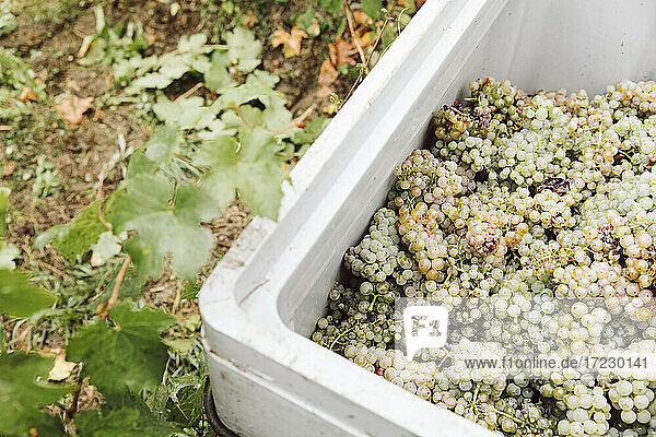 Freshly harvested white grapes in a pallet box
