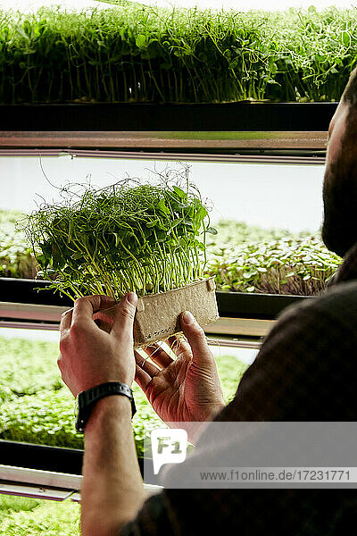 Mann hält Tablett mit Erbsen-Microgreens-Setzlingen in städtischer Farm
