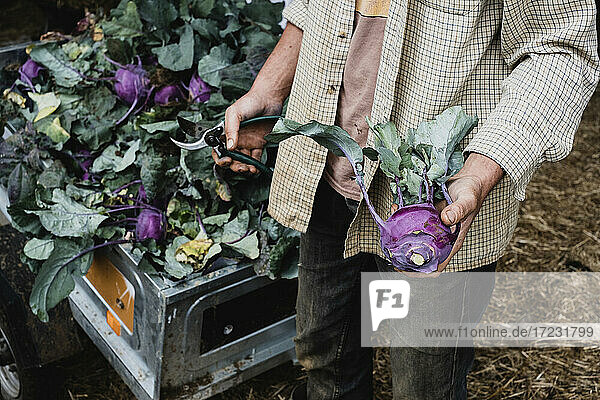 High angle close up of farmer holding freshly picked purple kohlrabi.