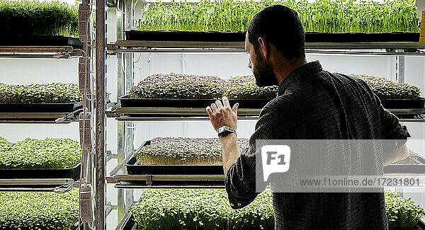 Ein Mann kümmert sich um Schalen mit Microgreens-Setzlingen  die in einer städtischen Farm wachsen