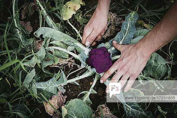 Hochwinklige Nahaufnahme eines Bauern bei der Ernte von lila Brokkoli.