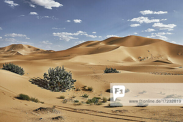 Sanddünen und Sträucher in der Sahara-Wüste  Merzouga  Marokko  Nordafrika  Afrika