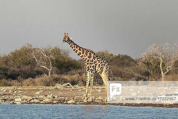 Giraffe (Giraffa camelopardalis) stehend in der Nähe eines Wasserteiches  Etosha National Park  Namibia  Afrika