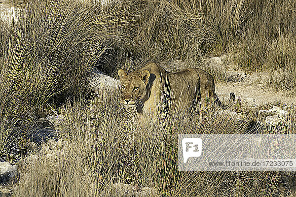 Löwin (Panthera leo) stehend in der Savanne  Etosha National Park  Namibia  Afrika