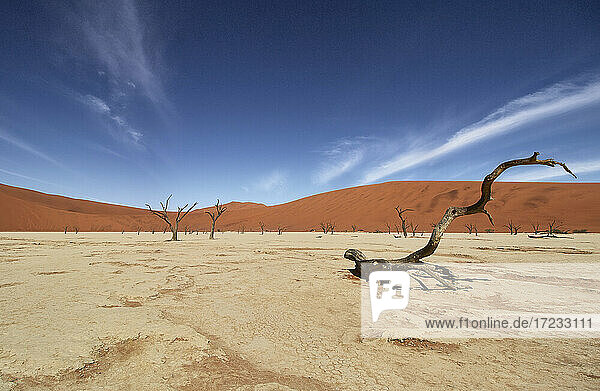 Deadvlei  nahe Sossusvlei  ein trockener See mit abgestorbenen Bäumen in der Wüste aus roten Sanddünen  Namib-Wüste  Namibia  Afrika
