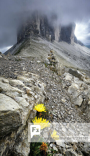 Drei Gipfel bedeckt von Wolken und einige Felsen und gelbe Blumen im Vordergrund  Dolomiten  Trentino-Südtirol  Italien  Europa
