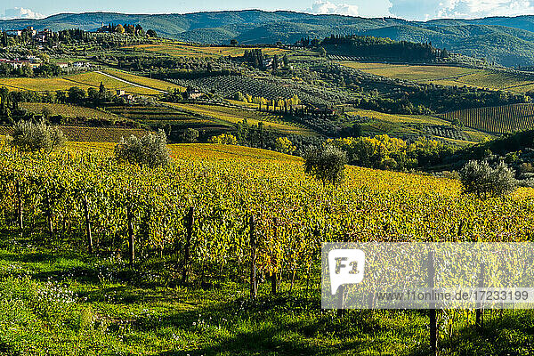 Blick auf das Tal von Panzano in Chianti  gemusterte Linien von Weinbergen  Zypressen und Olivenbäumen mit Bauernhäusern  Toskana  Italien  Europa