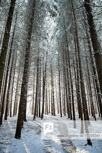 Winterwald in Chinteni  Siebenbürgen  Rumänien  Europa
