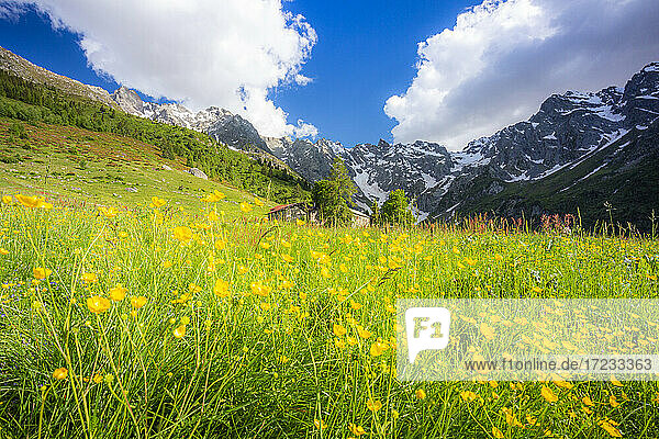 Alte Hüttengruppe zwischen Sommerblumen  Val d'Arigna  Valtellina  Orobie Alpen  Lombardei  Italien  Europa