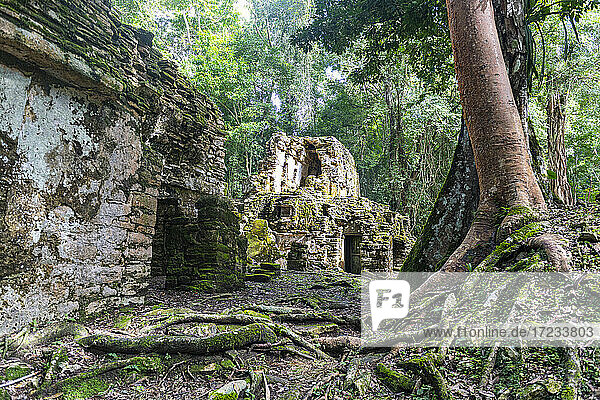 Archaeological Maya site of Yaxchilan in the jungle of Chiapas  Mexico  North America