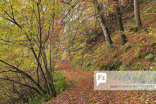 Waldweg durch einen Laubwald im Herbst  Watersmeet  Exmoor National Park  Devon  England  Vereinigtes Königreich  Europa