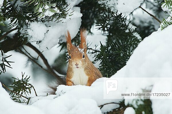 Eurasian red squirrel (Sciurus vulgaris) in the snow,  Bavaria,  Germany,  Europe