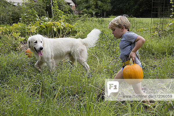 Boy with dog carrying heavy pumpkin on fruit farm