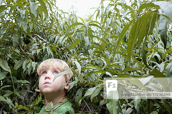 Portrait of boy looking up from peach trees on fruit farm