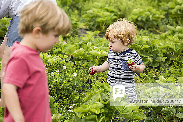 Mutter und junge Söhne pflücken Erdbeeren