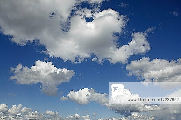 Cumulus-Wolken am blauen Himmel  Haufenwolken  Quellwolken  Schleswig-Holstein  Deuschland