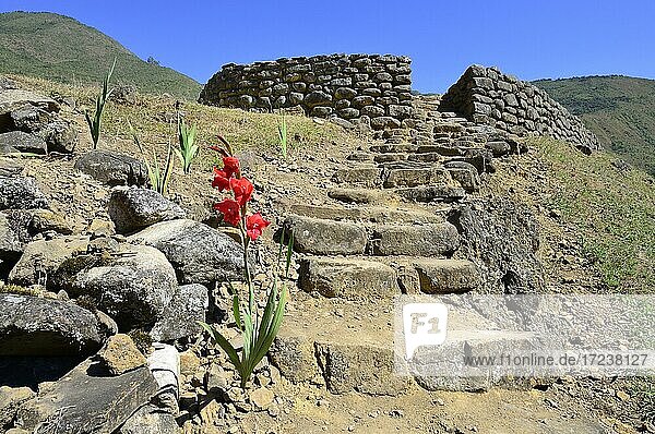 Ruinen der Inka  Huamanmarka  auch Wamanmarka  Provinz La Convención  Region Cusco  Peru  Südamerika