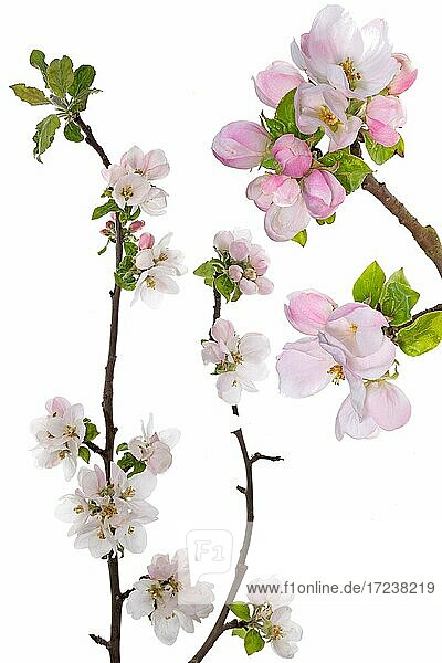 Branches with apple blossoms (Malus) on white background  Germany  Europe