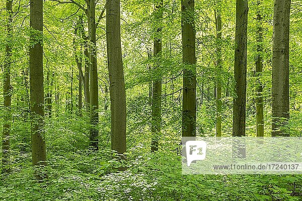 Rotbuchenwald (Fagus sylvatica) mit Naturverjüngung im Frühling  Nationalpark Hainich  Thüringen  Deutschland  Europa