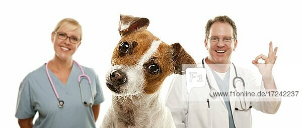 Jack Russell Terrier und Tierärzte vor weißem Hintergrund
