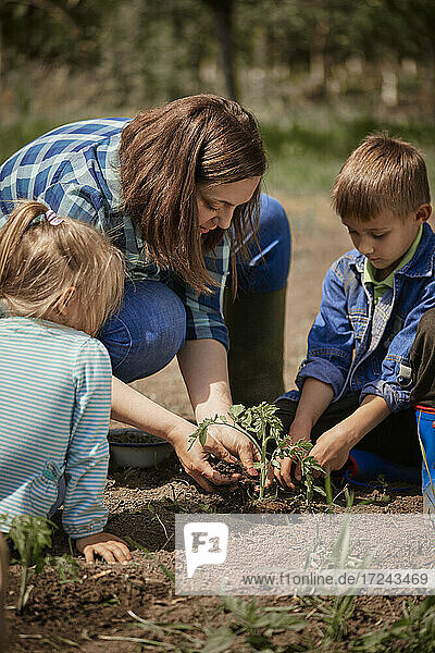 Mutter pflanzt Tomatensetzlinge mit Sohn und Tochter im Hinterhof