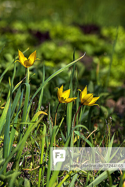 Wilde Tulpen (Tulipa sylvestris) blühen im Frühling