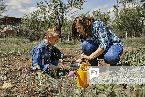 Mutter pflanzt Tomatensetzlinge mit ihrem Sohn im Hinterhof