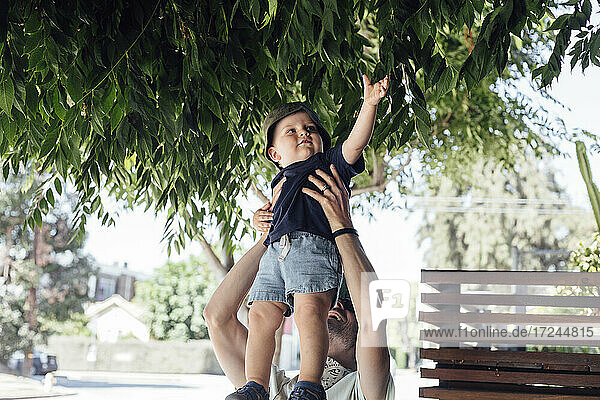 Niedlicher Junge berührt Baumblätter  während er von seinem Vater hochgehoben wird
